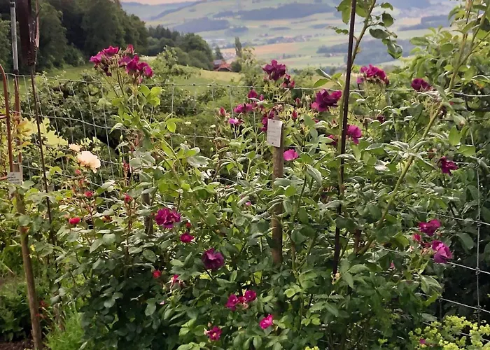 Rosenhuesli Gerzensee