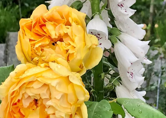 Διαμέρισμα Rosenhuesli *