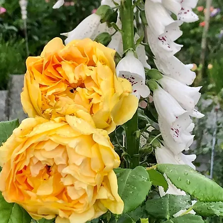 公寓 Rosenhuesli *